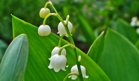 Convallaria majalis